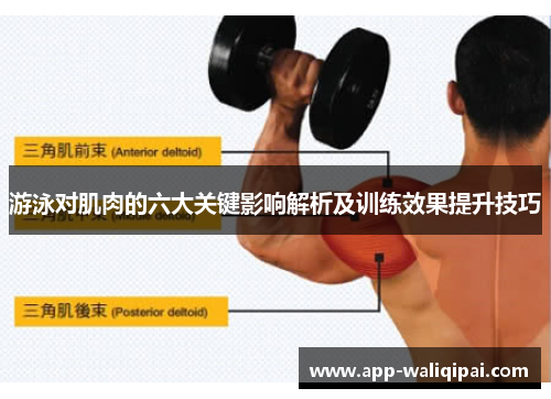 游泳对肌肉的六大关键影响解析及训练效果提升技巧